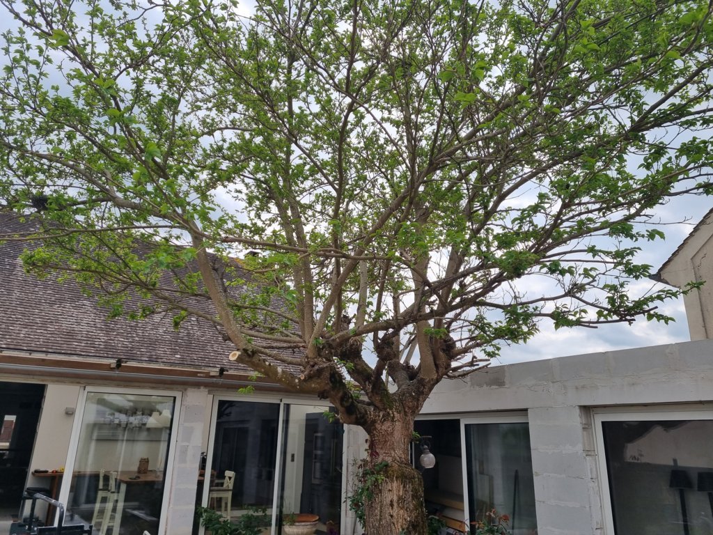 enlevement-arbre1