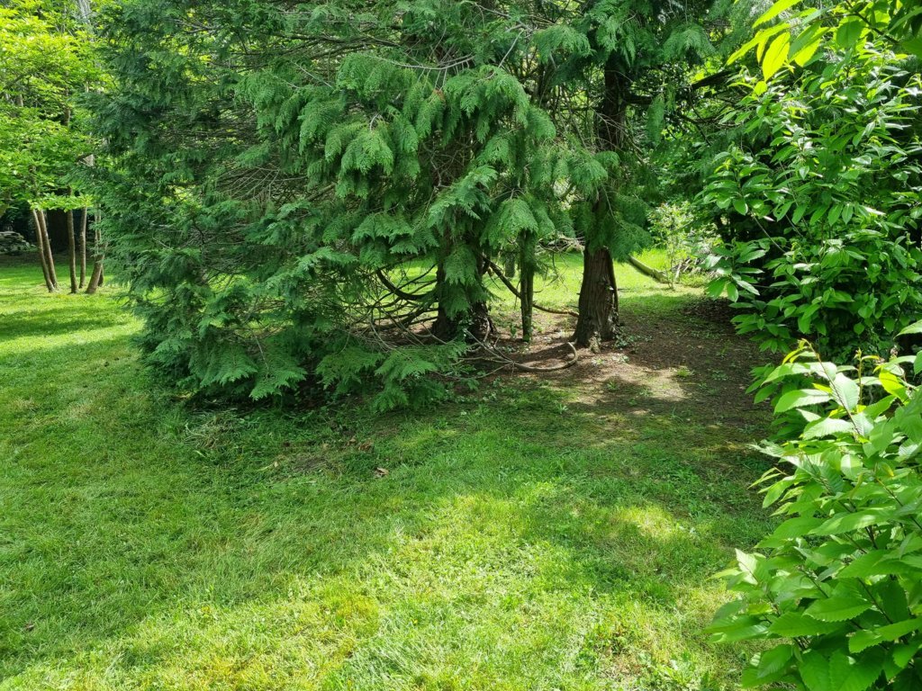 entretien-arbre